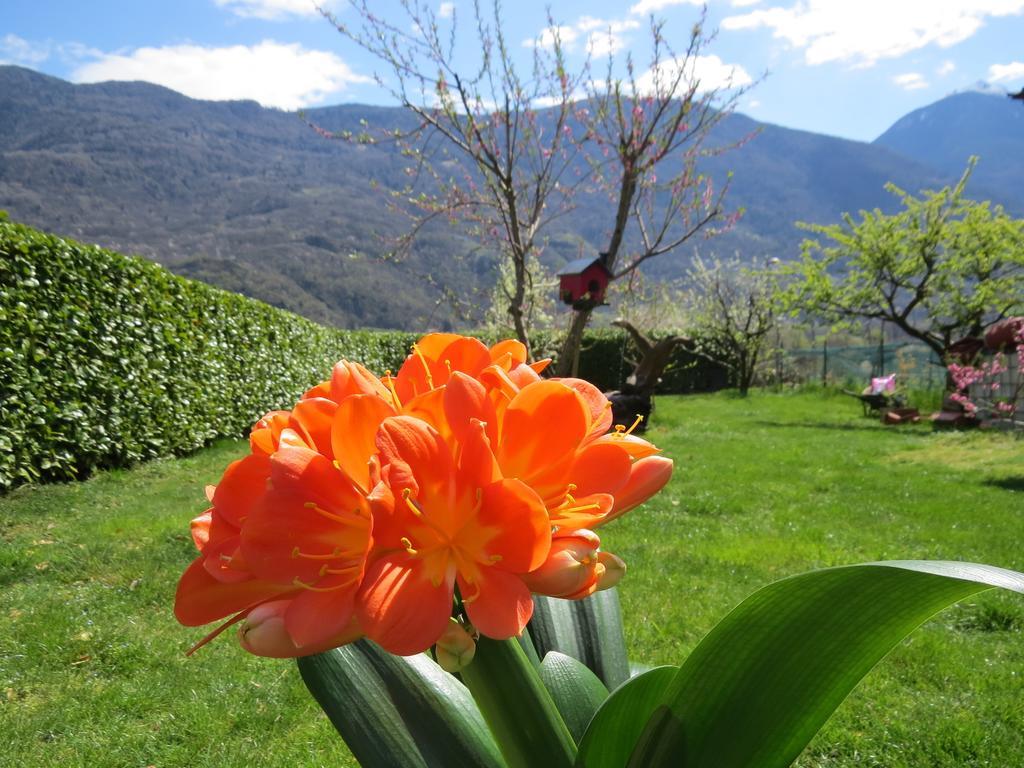B&B Il Grappolo Bianzone Extérieur photo